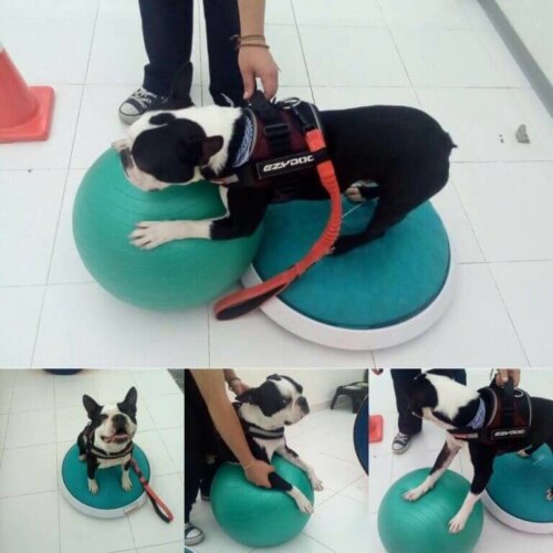 Body Dog gym