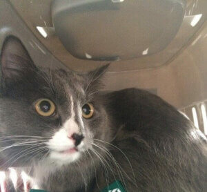 Møt den russiske katten med en månedslønn på 4 600 kr