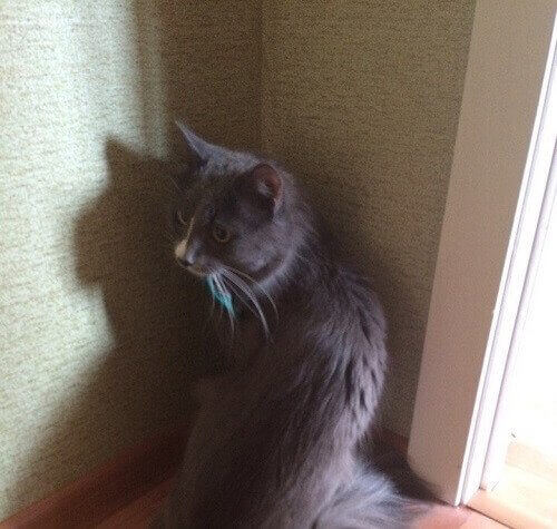 Den russiske katten.