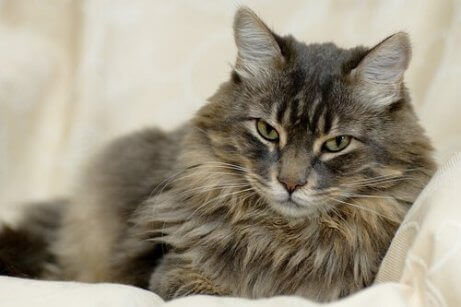 En vakker voksen katt som poserer for kameraet