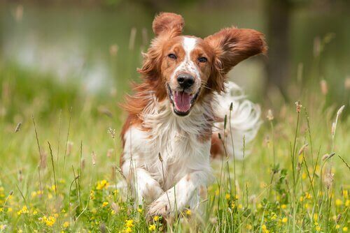 Noen retningslinjer for å holde hunden din lykkelig