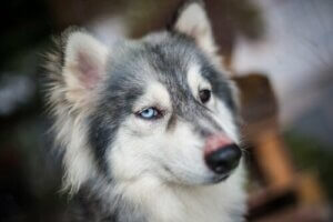 Hikke hos hunder - hva forårsaker det?