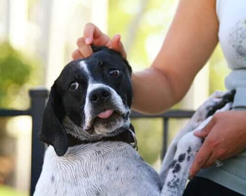 En hund som blir klappet av en kvinne