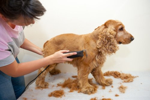 Hund klipper seg