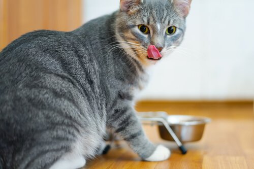 Du bør ikke gi katten din frukt og grønnsaker