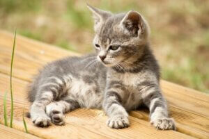 14 kreative navn til katten din