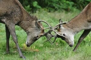 Konkurranse mellom planteetere i naturen
