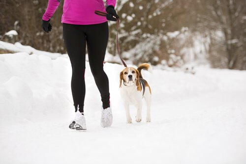 Lassie-effekten: Hunden din kan holde deg i form