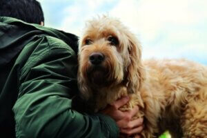 Hemmeligheter om vennskapet mellom menneske og hund