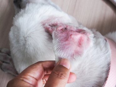 En hund med otitis externa