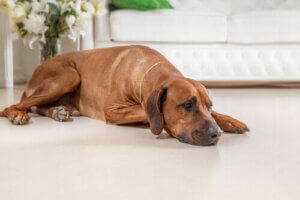 Pessimisme hos hunder er farlig