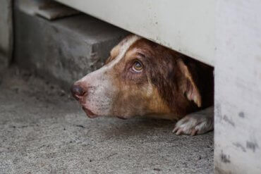 Noen ganger gjemmer hunder seg av frykt