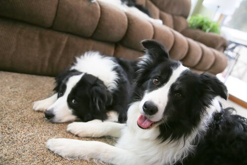 Border collie er en stor hunderase.