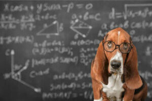 Er det mulig å stimulere intelligensen til en hund?