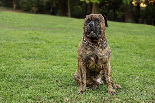 En bullmastiff som sitter på en plen.