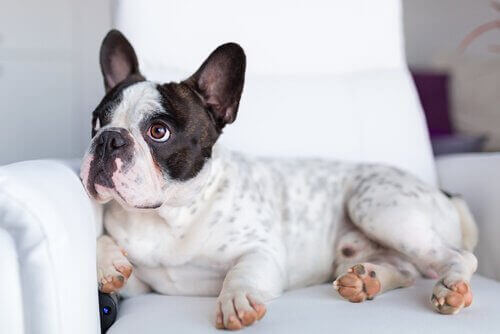 En hund som ligger på sofaen og ser på noe.