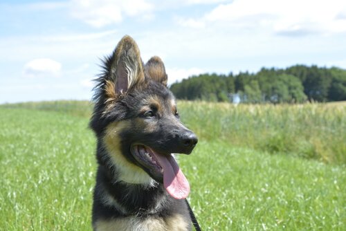 En lykkelig hund på en åker.
