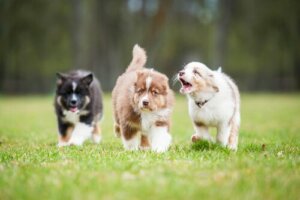 Hvordan du kan roe ned en bjeffende hund