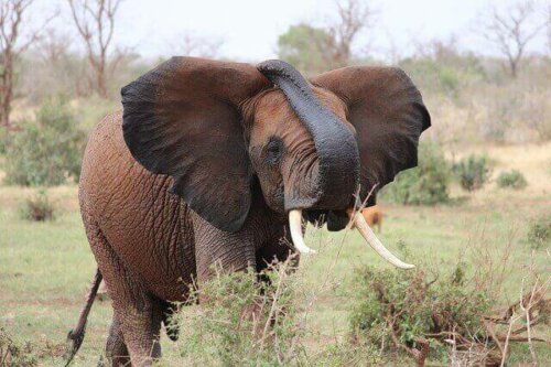 Afrikansk elefant