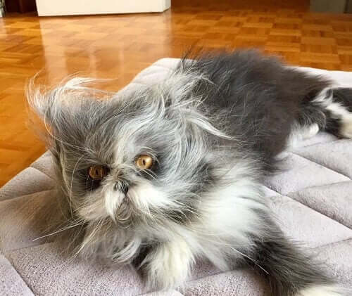 Katt eller hund? Med Atchoum er det ikke enkelt å si.