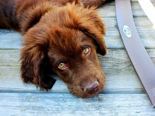 Brun hund