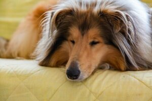 Å leve med en hund: Hvordan forbedre forholdet deres