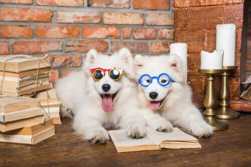 Det er mulig å stimulere intelligensen hos en hund.
