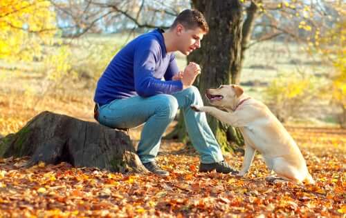 En mann som trener hunden sin