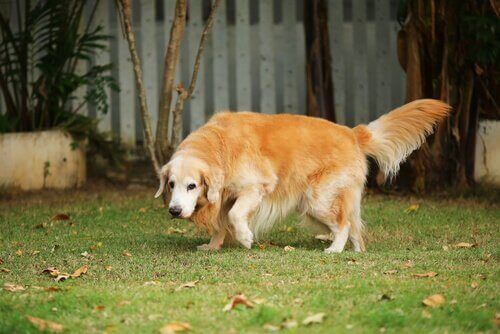 En eldre hund