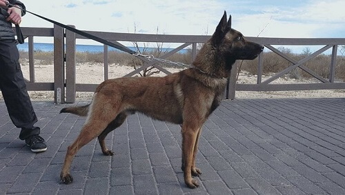Hund går tur