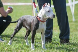 Derfor er det ikke så vanskelig å trene en voksen hund