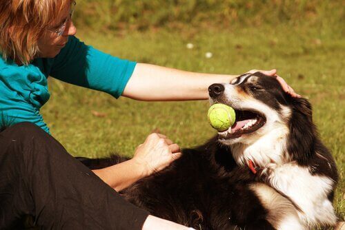Hund leker