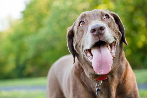 Hund lytter til tonefall