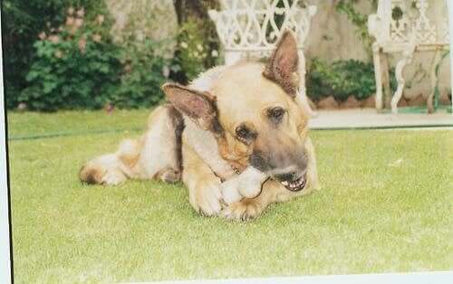 Er hundebein trygge for hunder?