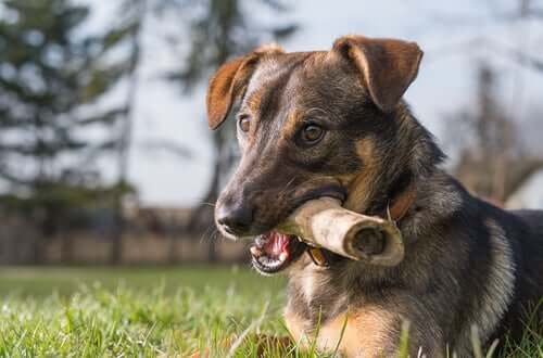 Visse hundebein er mer trygge for hunden enn andre.