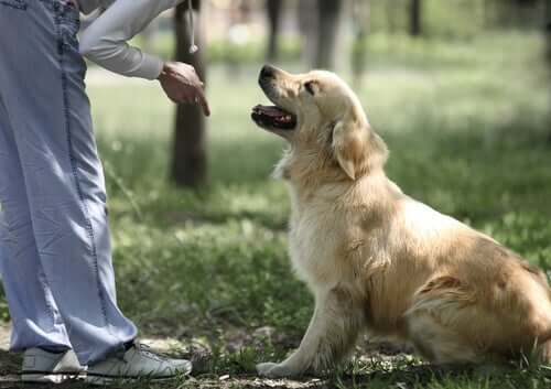 En mann som trener en hund