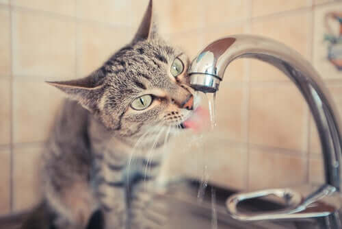 Katter drikker helst drikke fra kranen