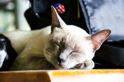 En katt som sover i sin egen seng.