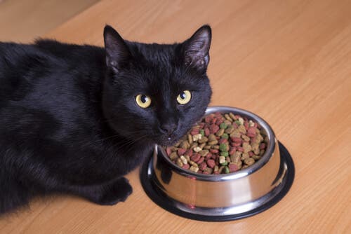 En katt og en bolle med mat
