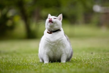 Overvektige katter er i fare