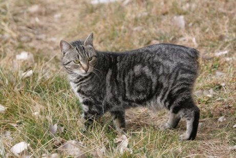 En katt som går i gresset