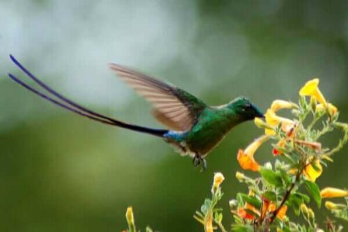 Kolibri i Clumbia.
