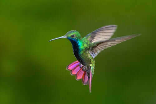 Kolibri i Columbia.