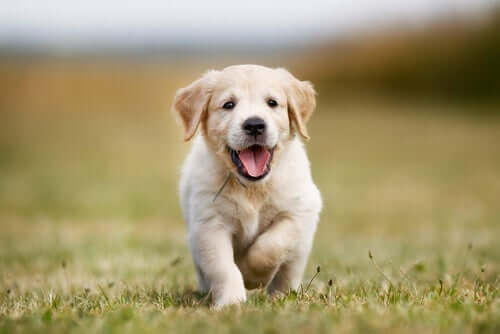 En labrador retriever valp.