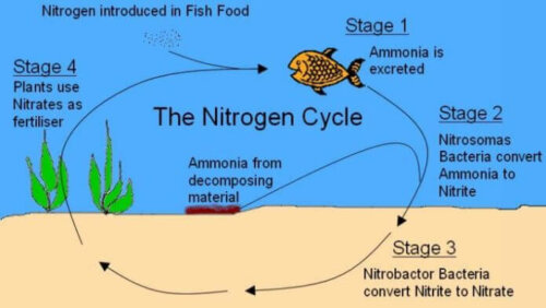 Nitrogenstrømmen i akvariet ditt.