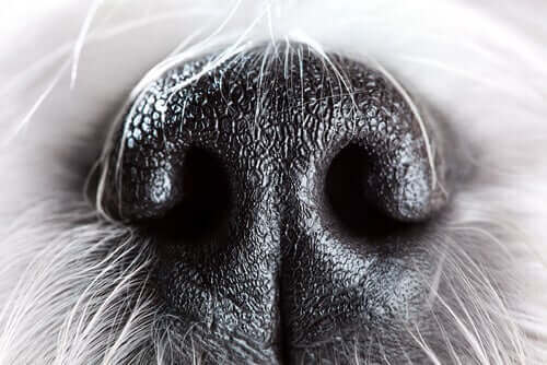 Snuten til en hund.