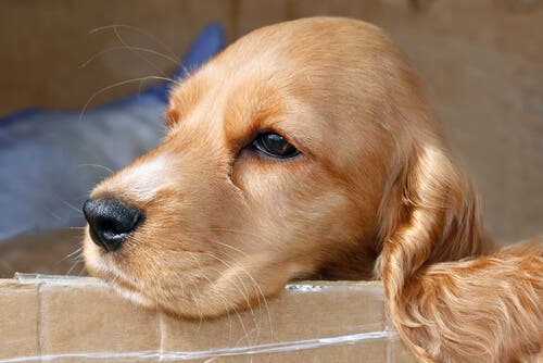 En spaniel som hviler