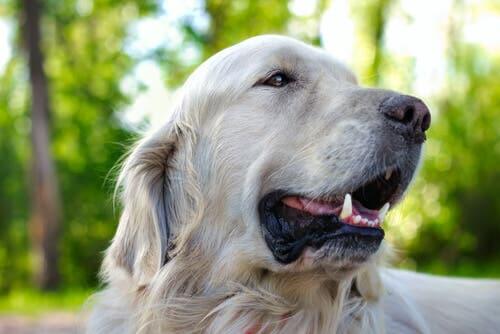 En golden retriever som peser