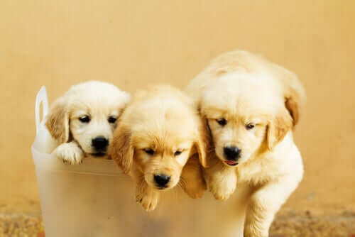 Tre golden retriever-valper