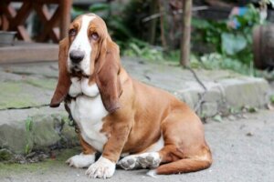 Basset hound: En tilbaketrukket og vennlig rase